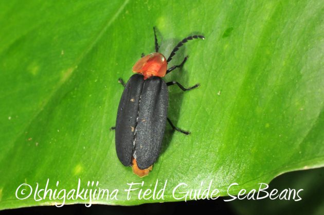 11%e6%9c%8822%e6%97%a5%e7%9f%b3%e5%9e%a3%e5%b3%b6%e3%83%8a%e3%82%a4%e3%83%88%e3%83%84%e3%82%a2%e3%83%bc2