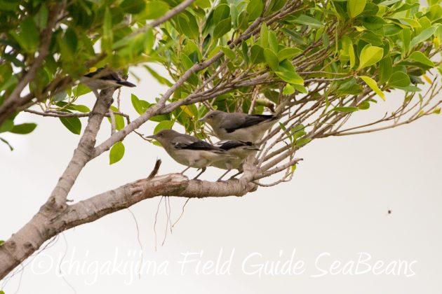 11%e6%9c%8828%e6%97%a5%e7%9f%b3%e5%9e%a3%e5%b3%b6%e3%83%90%e3%83%bc%e3%83%89%e3%82%a6%e3%82%aa%e3%83%83%e3%83%81%e3%83%b3%e3%82%b0%e3%82%ac%e3%82%a4%e3%83%8922