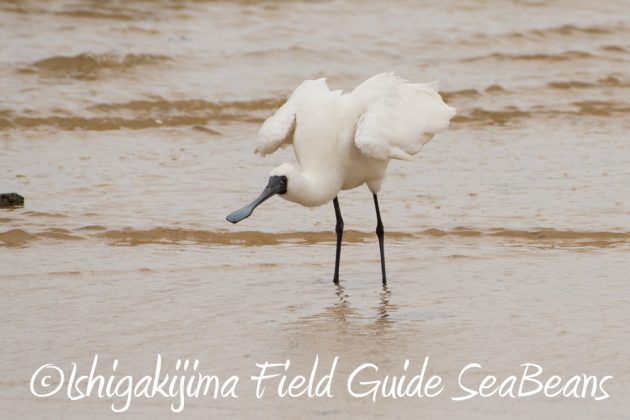 11%e6%9c%8823%e6%97%a5%e7%9f%b3%e5%9e%a3%e5%b3%b6%e3%83%90%e3%83%bc%e3%83%89%e3%82%a6%e3%82%aa%e3%83%83%e3%83%81%e3%83%b3%e3%82%b0%ef%bc%86%e9%87%8e%e9%b3%a5%e8%a6%b3%e5%af%9f%e3%82%ac%e3%82%a4