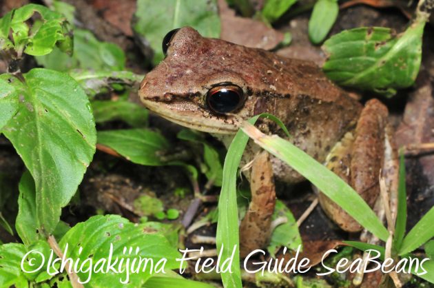 11%e6%9c%8816%e6%97%a5%e7%9f%b3%e5%9e%a3%e5%b3%b6%e3%83%8a%e3%82%a4%e3%83%88%e3%83%84%e3%82%a2%e3%83%bc7