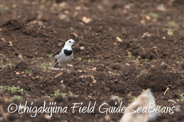 11%e6%9c%8820%e6%97%a5%e7%9f%b3%e5%9e%a3%e5%b3%b6%e3%83%90%e3%83%bc%e3%83%89%e3%82%a6%e3%82%aa%e3%83%83%e3%83%81%e3%83%b3%e3%82%b0%ef%bc%86%e9%87%8e%e9%b3%a5%e6%92%ae%e5%bd%b1%e3%82%ac%e3%82%a4