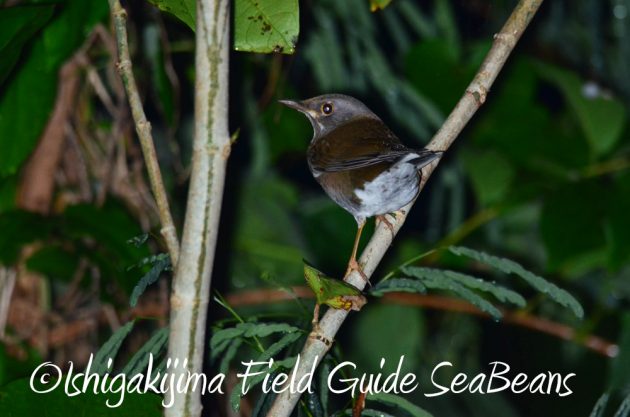 11%e6%9c%8830%e6%97%a5%e7%9f%b3%e5%9e%a3%e5%b3%b6%e3%83%8a%e3%82%a4%e3%83%88%e3%83%84%e3%82%a2%e3%83%bc13