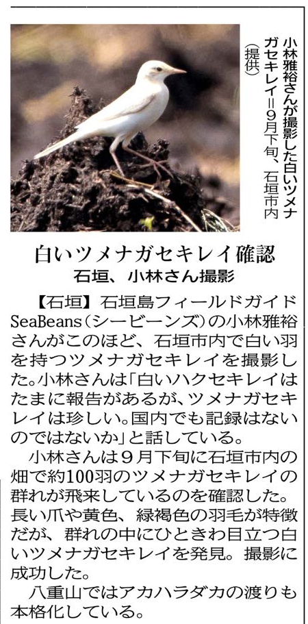 10月15日　琉球新報朝刊 白いツメナガセキレイ確認。