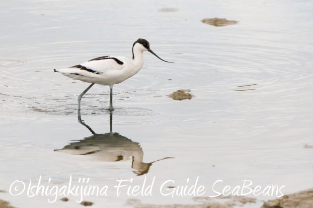 11%e6%9c%8822%e6%97%a5%e7%9f%b3%e5%9e%a3%e5%b3%b6%e3%83%90%e3%83%bc%e3%83%89%e3%82%a6%e3%82%aa%e3%83%83%e3%83%81%e3%83%b3%e3%82%b0%ef%bc%86%e9%87%8e%e9%b3%a5%e6%92%ae%e5%bd%b14