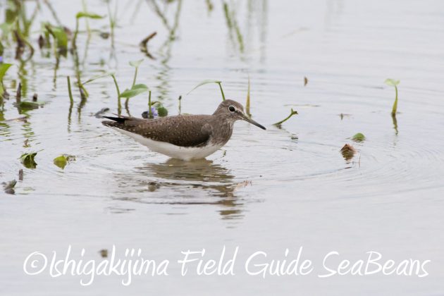 11%e6%9c%8822%e6%97%a5%e7%9f%b3%e5%9e%a3%e5%b3%b6%e3%83%90%e3%83%bc%e3%83%89%e3%82%a6%e3%82%aa%e3%83%83%e3%83%81%e3%83%b3%e3%82%b0%ef%bc%86%e9%87%8e%e9%b3%a5%e6%92%ae%e5%bd%b119