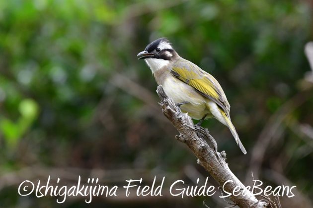 11%e6%9c%8828%e6%97%a5%e7%9f%b3%e5%9e%a3%e5%b3%b6%e3%83%90%e3%83%bc%e3%83%89%e3%82%a6%e3%82%aa%e3%83%83%e3%83%81%e3%83%b3%e3%82%b0%e3%82%ac%e3%82%a4%e3%83%8921