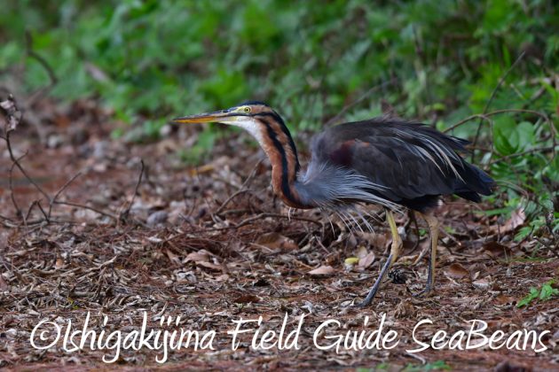 11%e6%9c%882%e6%97%a5%e7%9f%b3%e5%9e%a3%e5%b3%b6%e3%83%90%e3%83%bc%e3%83%89%e3%82%a6%e3%82%aa%e3%83%83%e3%83%81%e3%83%b3%e3%82%b0%ef%bc%86%e9%87%8e%e9%b3%a5%e6%92%ae%e5%bd%b1%e3%82%ac%e3%82%a4