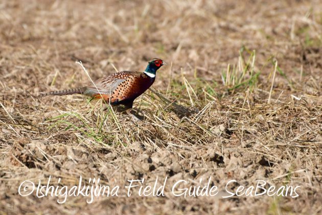 11%e6%9c%8819%e6%97%a5%e7%9f%b3%e5%9e%a3%e5%b3%b6%e3%83%90%e3%83%bc%e3%83%89%e3%82%a6%e3%82%aa%e3%83%83%e3%83%81%e3%83%b3%e3%82%b0%ef%bc%86%e9%87%8e%e9%b3%a5%e6%92%ae%e5%bd%b1%e3%82%ac%e3%82%a4