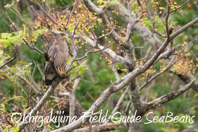 11%e6%9c%8821%e6%97%a5%e7%9f%b3%e5%9e%a3%e5%b3%b6%e3%83%90%e3%83%bc%e3%83%89%e3%82%a6%e3%82%aa%e3%83%83%e3%83%81%e3%83%b3%e3%82%b0%ef%bc%86%e9%87%8e%e9%b3%a5%e6%92%ae%e5%bd%b1%e3%82%ac%e3%82%a4