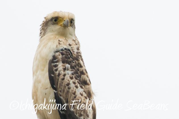 11%e6%9c%8820%e6%97%a5%e7%9f%b3%e5%9e%a3%e5%b3%b6%e3%83%90%e3%83%bc%e3%83%89%e3%82%a6%e3%82%aa%e3%83%83%e3%83%81%e3%83%b3%e3%82%b0%ef%bc%86%e9%87%8e%e9%b3%a5%e6%92%ae%e5%bd%b1%e3%82%ac%e3%82%a4