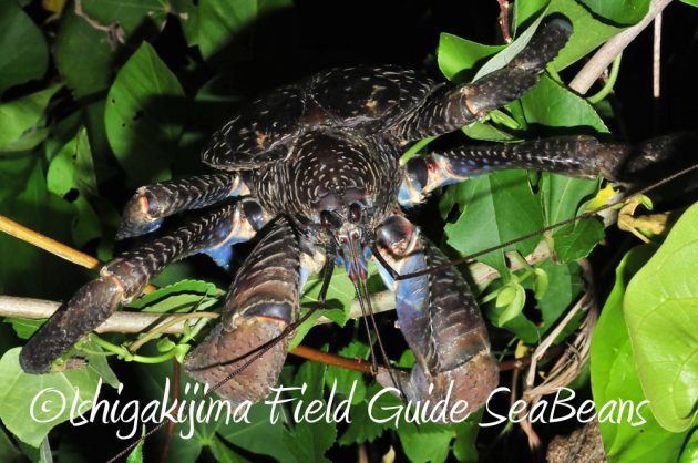 11%e6%9c%883%e6%97%a5%e7%9f%b3%e5%9e%a3%e5%b3%b6%e3%83%8a%e3%82%a4%e3%83%88%e3%83%84%e3%82%a2%e3%83%bc12