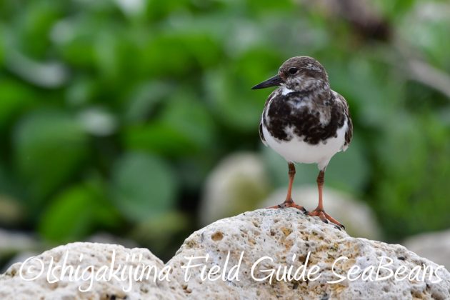 11%e6%9c%889%e6%97%a5%e7%9f%b3%e5%9e%a3%e5%b3%b6%e3%83%90%e3%83%bc%e3%83%89%e3%82%a6%e3%82%aa%e3%83%83%e3%83%81%e3%83%b3%e3%82%b0%ef%bc%86%e9%87%8e%e9%b3%a5%e6%92%ae%e5%bd%b14