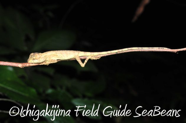 11%e6%9c%882%e6%97%a5%e7%9f%b3%e5%9e%a3%e5%b3%b6%e3%83%8a%e3%82%a4%e3%83%88%e3%83%84%e3%82%a2%e3%83%bc12