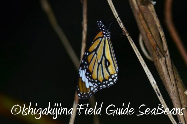 11%e6%9c%8818%e6%97%a5%e7%9f%b3%e5%9e%a3%e5%b3%b6%e3%83%8a%e3%82%a4%e3%83%88%e3%83%84%e3%82%a2%e3%83%bc10