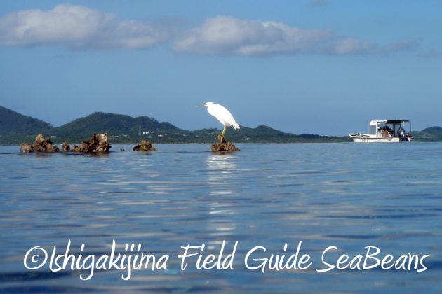 11%e6%9c%8814%e6%97%a5%e7%9f%b3%e5%9e%a3%e5%b3%b6%e3%83%90%e3%83%bc%e3%83%89%e3%82%a6%e3%82%aa%e3%83%83%e3%83%81%e3%83%b3%e3%82%b0%ef%bc%86%e9%87%8e%e9%b3%a5%e6%92%ae%e5%bd%b1%e3%82%ac%e3%82%a4