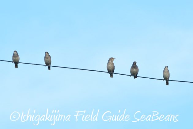 11%e6%9c%8819%e6%97%a5%e7%9f%b3%e5%9e%a3%e5%b3%b6%e3%83%90%e3%83%bc%e3%83%89%e3%82%a6%e3%82%aa%e3%83%83%e3%83%81%e3%83%b3%e3%82%b0%ef%bc%86%e9%87%8e%e9%b3%a5%e6%92%ae%e5%bd%b1%e3%82%ac%e3%82%a4