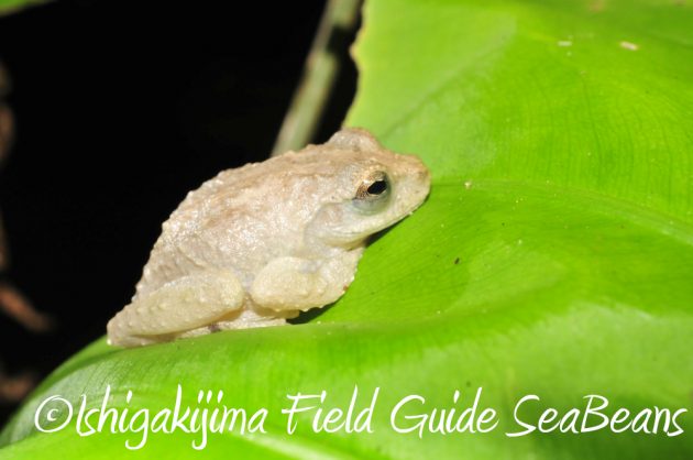 11%e6%9c%882%e6%97%a5%e7%9f%b3%e5%9e%a3%e5%b3%b6%e3%83%8a%e3%82%a4%e3%83%88%e3%83%84%e3%82%a2%e3%83%bc3