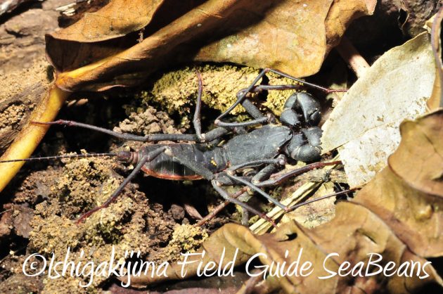 11%e6%9c%887%e6%97%a5%e7%9f%b3%e5%9e%a3%e5%b3%b6%e3%83%8a%e3%82%a4%e3%83%88%e3%83%84%e3%82%a2%e3%83%bc7