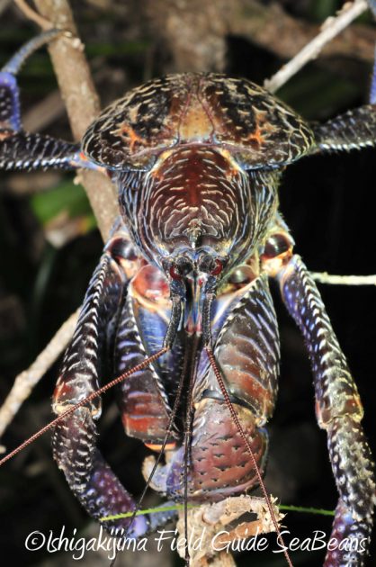 11%e6%9c%888%e6%97%a5%e7%9f%b3%e5%9e%a3%e5%b3%b6%e3%83%8a%e3%82%a4%e3%83%88%e3%83%84%e3%82%a2%e3%83%bc10