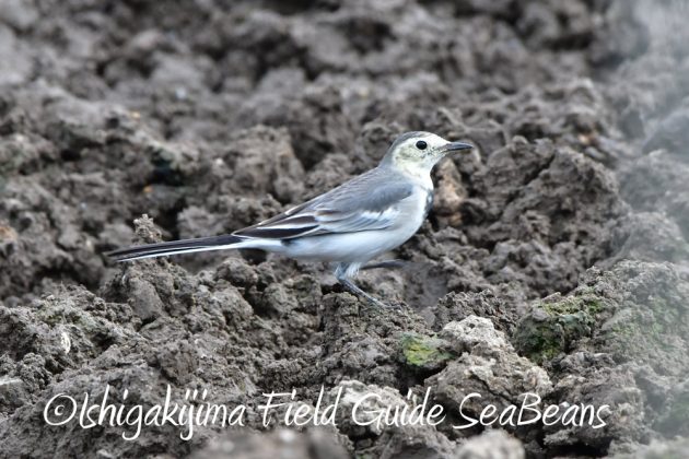 11%e6%9c%882%e6%97%a5%e7%9f%b3%e5%9e%a3%e5%b3%b6%e3%83%90%e3%83%bc%e3%83%89%e3%82%a6%e3%82%aa%e3%83%83%e3%83%81%e3%83%b3%e3%82%b0%ef%bc%86%e9%87%8e%e9%b3%a5%e6%92%ae%e5%bd%b1%e3%82%ac%e3%82%a4