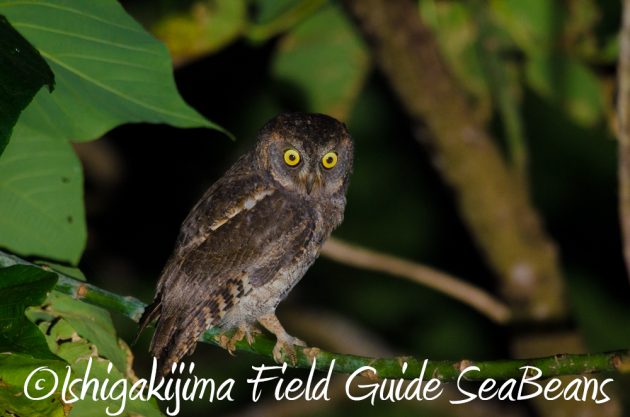 11%e6%9c%8818%e6%97%a5%e7%9f%b3%e5%9e%a3%e5%b3%b6%e3%83%8a%e3%82%a4%e3%83%88%e3%83%84%e3%82%a2%e3%83%bc18