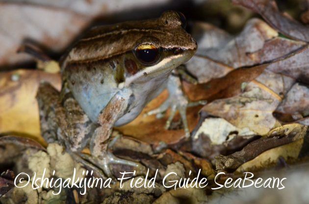 11%e6%9c%886%e6%97%a5%e7%9f%b3%e5%9e%a3%e5%b3%b6%e3%83%8a%e3%82%a4%e3%83%88%e3%83%84%e3%82%a2%e3%83%bc17