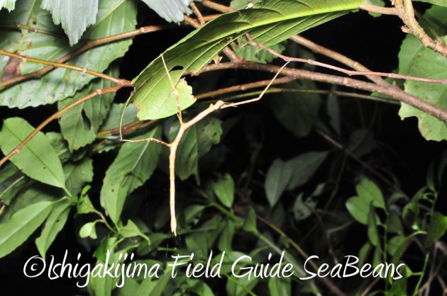 11%e6%9c%8816%e6%97%a5%e7%9f%b3%e5%9e%a3%e5%b3%b6%e3%83%8a%e3%82%a4%e3%83%88%e3%83%84%e3%82%a2%e3%83%bc13