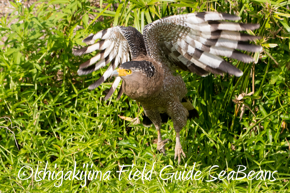 石垣島の野鳥とレンカク、ギンムクドリ、ホシムクドリ、カタグロトビなどなど！！バードウオッチング＆野鳥撮影ツアー。