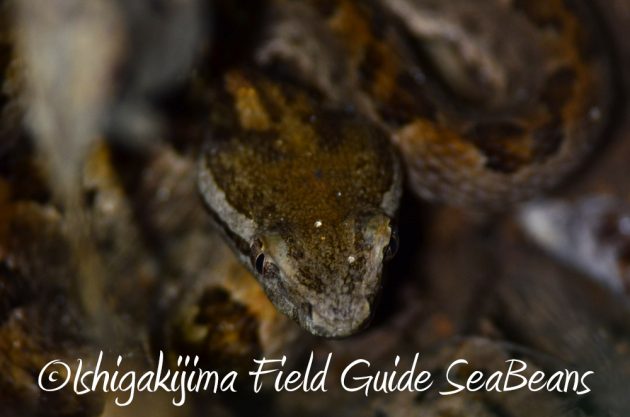 11%e6%9c%8830%e6%97%a5%e7%9f%b3%e5%9e%a3%e5%b3%b6%e3%83%8a%e3%82%a4%e3%83%88%e3%83%84%e3%82%a2%e3%83%bc14