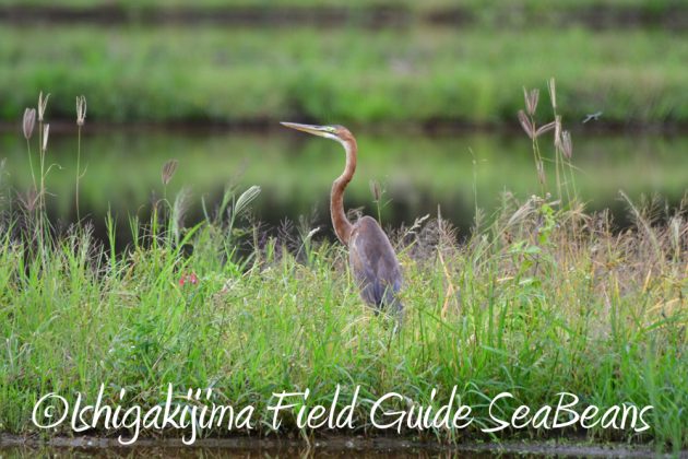 11%e6%9c%8819%e6%97%a5%e7%9f%b3%e5%9e%a3%e5%b3%b6%e3%83%90%e3%83%bc%e3%83%89%e3%82%a6%e3%82%aa%e3%83%83%e3%83%81%e3%83%b3%e3%82%b0%ef%bc%86%e9%87%8e%e9%b3%a5%e6%92%ae%e5%bd%b1%e3%82%ac%e3%82%a4