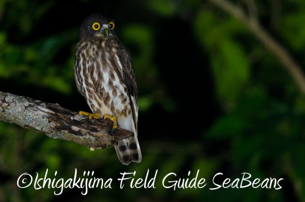 11%e6%9c%8822%e6%97%a5%e7%9f%b3%e5%9e%a3%e5%b3%b6%e3%83%8a%e3%82%a4%e3%83%88%e3%83%84%e3%82%a2%e3%83%bc19