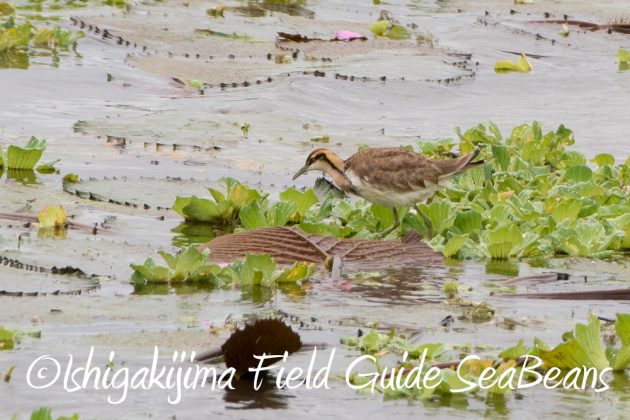 11%e6%9c%8821%e6%97%a5%e7%9f%b3%e5%9e%a3%e5%b3%b6%e3%83%90%e3%83%bc%e3%83%89%e3%82%a6%e3%82%aa%e3%83%83%e3%83%81%e3%83%b3%e3%82%b0%ef%bc%86%e9%87%8e%e9%b3%a5%e6%92%ae%e5%bd%b1%e3%82%ac%e3%82%a4