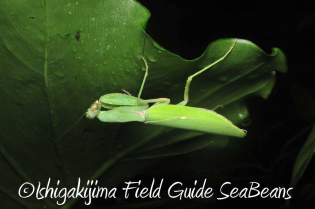 11%e6%9c%8820%e6%97%a5%e7%9f%b3%e5%9e%a3%e5%b3%b6%e3%83%8a%e3%82%a4%e3%83%88%e3%83%84%e3%82%a2%e3%83%bc14