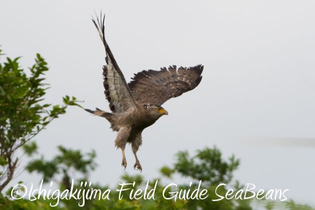 11%e6%9c%8819%e6%97%a5%e7%9f%b3%e5%9e%a3%e5%b3%b6%e3%83%90%e3%83%bc%e3%83%89%e3%82%a6%e3%82%aa%e3%83%83%e3%83%81%e3%83%b3%e3%82%b0%ef%bc%86%e9%87%8e%e9%b3%a5%e6%92%ae%e5%bd%b1%e3%82%ac%e3%82%a4