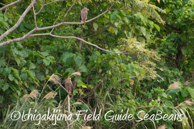 11%e6%9c%889%e6%97%a5%e7%9f%b3%e5%9e%a3%e5%b3%b6%e3%83%90%e3%83%bc%e3%83%89%e3%82%a6%e3%82%aa%e3%83%83%e3%83%81%e3%83%b3%e3%82%b0%ef%bc%86%e9%87%8e%e9%b3%a5%e6%92%ae%e5%bd%b111