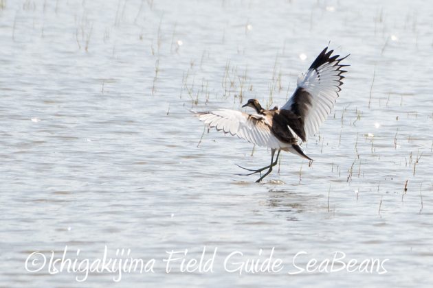 11%e6%9c%8817%e6%97%a5%e7%9f%b3%e5%9e%a3%e5%b3%b6%e3%83%90%e3%83%bc%e3%83%89%e3%82%a6%e3%82%aa%e3%83%83%e3%83%81%e3%83%b3%e3%82%b0%ef%bc%86%e9%87%8e%e9%b3%a5%e8%a6%b3%e5%af%9f%e3%83%84%e3%82%a2