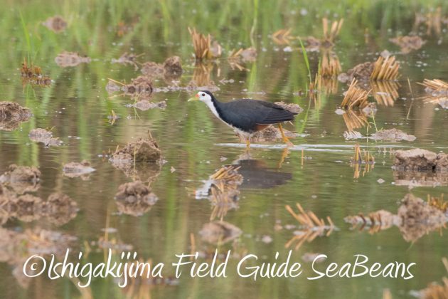 11%e6%9c%8820%e6%97%a5%e7%9f%b3%e5%9e%a3%e5%b3%b6%e3%83%90%e3%83%bc%e3%83%89%e3%82%a6%e3%82%aa%e3%83%83%e3%83%81%e3%83%b3%e3%82%b0%ef%bc%86%e9%87%8e%e9%b3%a5%e6%92%ae%e5%bd%b1%e3%82%ac%e3%82%a4