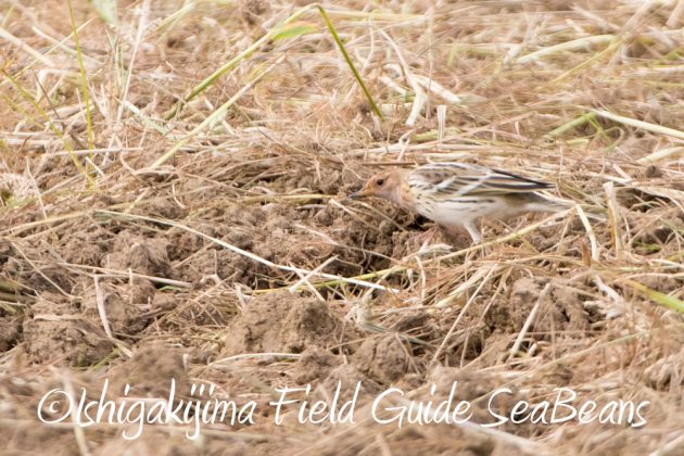 11%e6%9c%886%e6%97%a5%e7%9f%b3%e5%9e%a3%e5%b3%b6%e3%83%90%e3%83%bc%e3%83%89%e3%82%a6%e3%82%aa%e3%83%83%e3%83%81%e3%83%b3%e3%82%b0%ef%bc%86%e9%87%8e%e9%b3%a5%e6%92%ae%e5%bd%b1%e3%82%ac%e3%82%a4