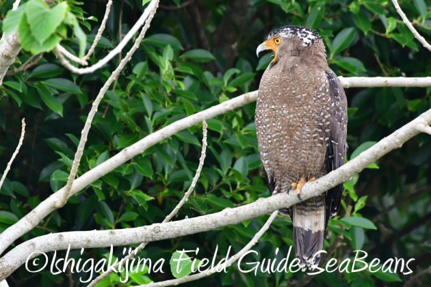 11%e6%9c%8828%e6%97%a5%e7%9f%b3%e5%9e%a3%e5%b3%b6%e3%83%90%e3%83%bc%e3%83%89%e3%82%a6%e3%82%aa%e3%83%83%e3%83%81%e3%83%b3%e3%82%b0%e3%82%ac%e3%82%a4%e3%83%8913