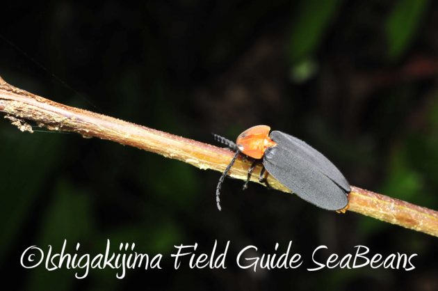 11%e6%9c%8825%e6%97%a5%e7%9f%b3%e5%9e%a3%e5%b3%b6%e3%83%8a%e3%82%a4%e3%83%88%e3%83%84%e3%82%a2%e3%83%bc7