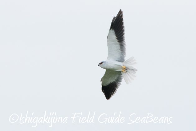 11%e6%9c%8822%e6%97%a5%e7%9f%b3%e5%9e%a3%e5%b3%b6%e3%83%90%e3%83%bc%e3%83%89%e3%82%a6%e3%82%aa%e3%83%83%e3%83%81%e3%83%b3%e3%82%b0%ef%bc%86%e9%87%8e%e9%b3%a5%e6%92%ae%e5%bd%b113