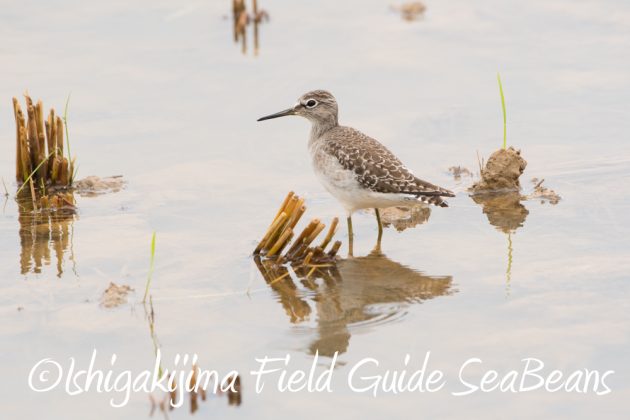 11%e6%9c%8821%e6%97%a5%e7%9f%b3%e5%9e%a3%e5%b3%b6%e3%83%90%e3%83%bc%e3%83%89%e3%82%a6%e3%82%aa%e3%83%83%e3%83%81%e3%83%b3%e3%82%b0%ef%bc%86%e9%87%8e%e9%b3%a5%e6%92%ae%e5%bd%b1%e3%82%ac%e3%82%a4