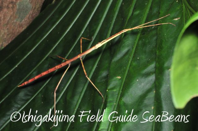 11%e6%9c%886%e6%97%a5%e7%9f%b3%e5%9e%a3%e5%b3%b6%e3%83%8a%e3%82%a4%e3%83%88%e3%83%84%e3%82%a2%e3%83%bc9