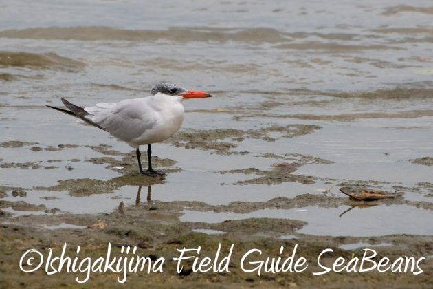 11%e6%9c%889%e6%97%a5%e7%9f%b3%e5%9e%a3%e5%b3%b6%e3%83%90%e3%83%bc%e3%83%89%e3%82%a6%e3%82%aa%e3%83%83%e3%83%81%e3%83%b3%e3%82%b0%ef%bc%86%e9%87%8e%e9%b3%a5%e6%92%ae%e5%bd%b12