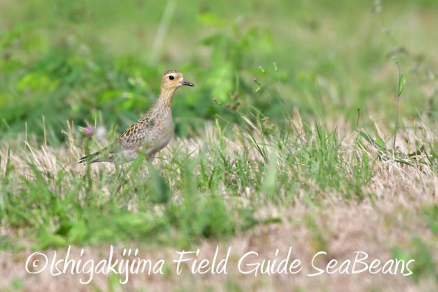 11%e6%9c%8822%e6%97%a5%e7%9f%b3%e5%9e%a3%e5%b3%b6%e3%83%90%e3%83%bc%e3%83%89%e3%82%a6%e3%82%aa%e3%83%83%e3%83%81%e3%83%b3%e3%82%b0%ef%bc%86%e9%87%8e%e9%b3%a5%e6%92%ae%e5%bd%b15