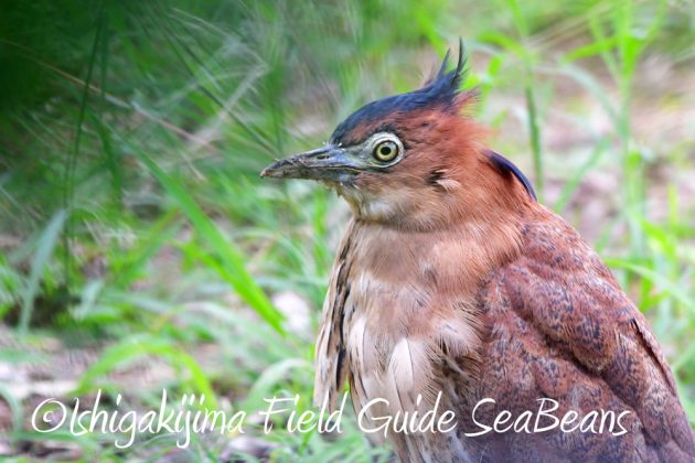 11%e6%9c%8811%e6%97%a5%e7%9f%b3%e5%9e%a3%e5%b3%b6%e3%82%ab%e3%83%b3%e3%83%a0%e3%83%aa%e3%83%af%e3%82%b7%e6%92%ae%e5%bd%b1%e3%80%81%e3%83%90%e3%83%bc%e3%83%89%e3%82%a6%e3%82%aa%e3%83%83%e3%83%81