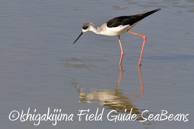 11%e6%9c%8816%e6%97%a5%e7%9f%b3%e5%9e%a3%e5%b3%b6%e3%83%90%e3%83%bc%e3%83%89%e3%82%a6%e3%82%aa%e3%83%83%e3%83%81%e3%83%b3%e3%82%b0%ef%bc%86%e9%87%8e%e9%b3%a5%e8%a6%b3%e5%af%9f%e3%82%ac%e3%82%a4