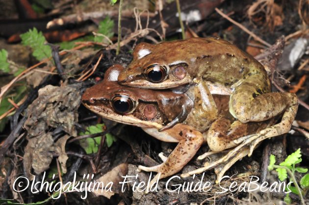 11%e6%9c%8825%e6%97%a5%e7%9f%b3%e5%9e%a3%e5%b3%b6%e3%83%8a%e3%82%a4%e3%83%88%e3%83%84%e3%82%a2%e3%83%bc8