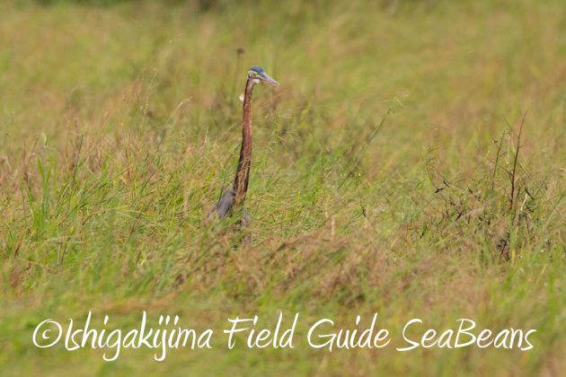 11%e6%9c%8821%e6%97%a5%e7%9f%b3%e5%9e%a3%e5%b3%b6%e3%83%90%e3%83%bc%e3%83%89%e3%82%a6%e3%82%aa%e3%83%83%e3%83%81%e3%83%b3%e3%82%b0%ef%bc%86%e9%87%8e%e9%b3%a5%e6%92%ae%e5%bd%b1%e3%82%ac%e3%82%a4