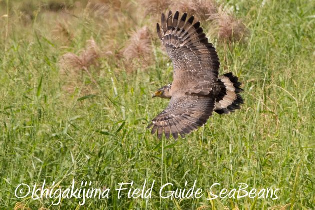 11%e6%9c%8817%e6%97%a5%e7%9f%b3%e5%9e%a3%e5%b3%b6%e3%83%90%e3%83%bc%e3%83%89%e3%82%a6%e3%82%aa%e3%83%83%e3%83%81%e3%83%b3%e3%82%b0%ef%bc%86%e9%87%8e%e9%b3%a5%e8%a6%b3%e5%af%9f%e3%83%84%e3%82%a2